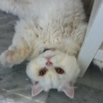 [냥이판]이렇게 <b>심술</b>궃은 하얀고양이 본 적 있냥?