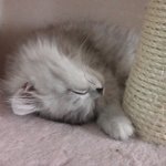 2월20일생 페르시안친칠라 아기냥이들 <b>분양</b>합니다
