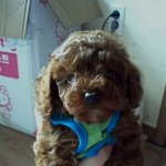 ＠우리집 막내 쪼코를 소개합니다＠