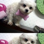 너가 양이야?푸들이야?