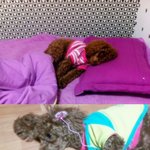 갈색 <b>토이</b>푸들 울 "빵 이"