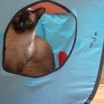 우리 집 미남이 훈남이를 소개합니다 !