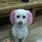 ★★★대구<b>북구</b>산격동- 개 주인을 찾습니다~ 도와주세요~