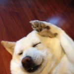 ★★★백구천사깨<b>비판</b>★★★