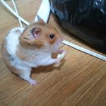 저희집 잠만보를 소개해용~