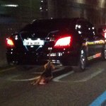 [펌]뒷트렁크에 강아지매달고 고속도로질주..