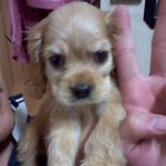 우리집 <b>재롱</b>둥이 콩이를 소개합니다 ~!!(코카 귀요미)