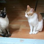 혼자서도 잘 노는 우리집 냥이 훈남입니다요~★