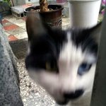 ★☆양쪽눈색이다른고양이☆★