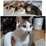 저희집 냥냥이