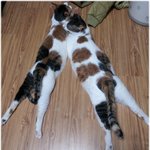 저희집 냥냥이2