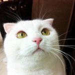 <냥이3판>소공녀 <b>세라</b>의 분위기가 물씬 나는 흰듕마마님