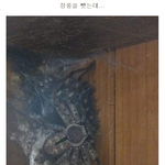 혐오주의) 우리집 <b>장롱</b>에 살고 있는 생물체