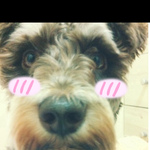 (사진有)슈나우져 이정도는되야 악마犬