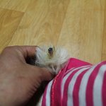 사진有 애견<b>미용</b>사고로 꼬리가 짤렸어요 ㅠㅠ