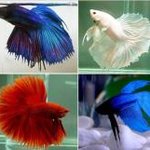 ★견판? 묘판? 난 어(魚)판!★