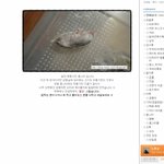 혐오사진有)사람이무섭다....?동물관련<b>판임</b>