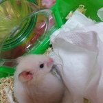 (사진주위보有)다른 쥐와는 다른 우리 돼쥐의 <b>성장</b>일기!!★★★★★★★★