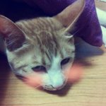 귀여운 고양이 노랑이~