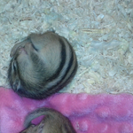 ★☆★사진有 ] 동물 함부로 사지말아주세요 ★☆★ 한번만 봐주세요