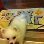 [화.포] 애완용 <b>참치</b> 여기 있지요~~~~'----'