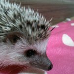 저희집 도치 4남매를 소개합니다♥ (사진많음)