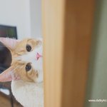 [유봉이네] [유봉이 앙즈판]9탄심심해하는 고양이와 놀아주기!!(스압조금있음...