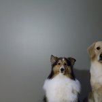 (2탄!) 리트리버 <b>쿠마</b> &amp; 셔틀랜드 쉽독 로모:-)