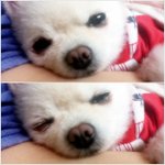 콩이 ㅎㅎㅎ