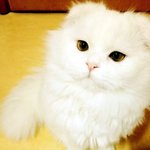 <b>미묘</b> 구름이