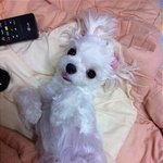 (초음파사진有) 우리 쑨<b>둥이</b>가 임신했어요!ㅎㅎ