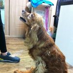 (사진有)돈이없으면 두 다리를 잃어야만 하나요? 도와주세요!!