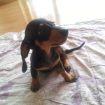 ★★★악마견에 왜안들어가는지 이해안가는 닥스훈트 심청★★★