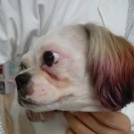 (서울<b>미성</b>초등학교근처) 강아지주인을찾습니다!!