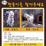 (<b>청주</b>) 잃어버린 천둥이를 찾습니다!!!!ㅜ