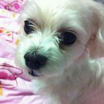 강아지 주인을 찾습니다(부산 해운대/<b>말티즈</b>)