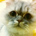 <냥이4판>페르시안계의 최강 <b>미묘</b>  미니미~