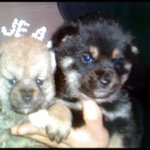 ★<b>시바</b>이누 판★ <b>시바</b>이누 리치의 성장일기[사진多//스압주의]