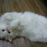 사진有) 킹 오브 레전드 야옹이(+추가컷!!)