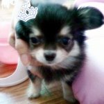 ★<b>장모</b> 치와와를 아시나요???★