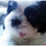 <b>시츄</b>)) 꽃장미보다 犬장미♥