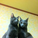 우리 <b>러블</b>아가들을 소개해요.