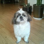 (사진有) <b>옴므</b>파탈 犬  +추가