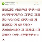 파리채로맞으면 <b>파리</b>된다