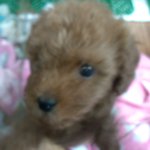 사진有동영상有////♥우리집 막내남동생 초코를 소개합니다♥