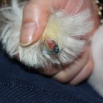 애견미용사고로 꼬리가 잘렸습니다. 사진有