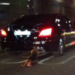 ★악마에쿠스에 질질 끌려다니다 죽은 강아지