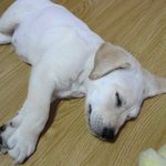 <b>내사</b>랑마리^_^!!!