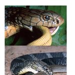 ◆116탄 [개인에따라혐오]세계 맹독사 <b>best</b>6 ◆