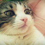 ※우리집 얼짱 고양이 냥이 2마리 ★☆스압주의~~!!!☆★ ※